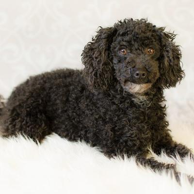 Tierfotografie Hundefotografie Outdoorfotografie Fotostudio Knobloch Kaiserstuhl01