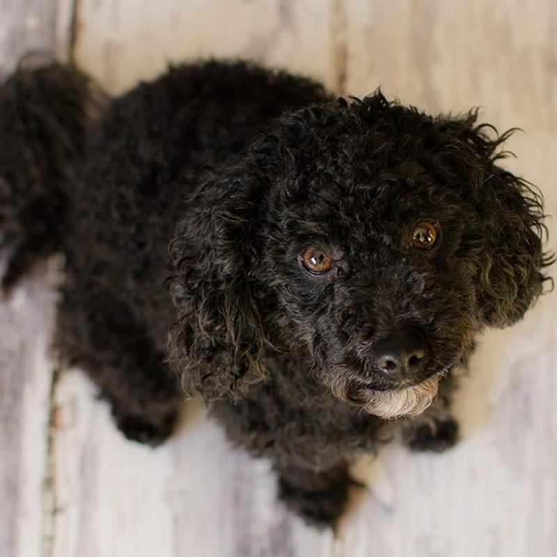 Tierfotografie Hundefotografie Outdoorfotografie Fotostudio Knobloch Kaiserstuhl02