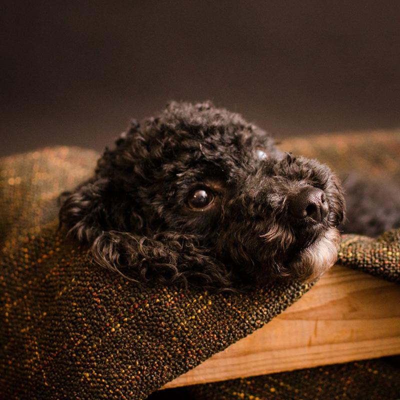 Tierfotografie Hundefotografie Outdoorfotografie Fotostudio Knobloch Kaiserstuhl05
