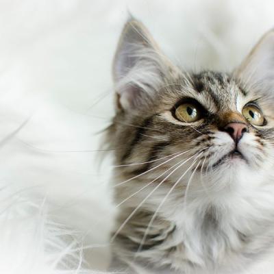 Tierfotografie Hundefotografie Outdoorfotografie Fotostudio Knobloch Kaiserstuhl17