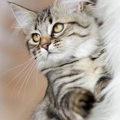 Tierfotografie Hundefotografie Outdoorfotografie Fotostudio Knobloch Kaiserstuhl18