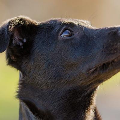 Tierfotografie Hundefotografie Outdoorfotografie Fotostudio Knobloch Kaiserstuhl29