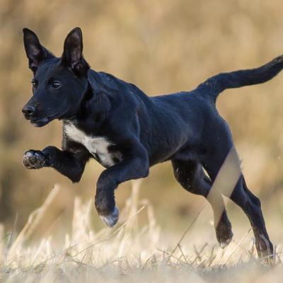 Tierfotografie Hundefotografie Outdoorfotografie Fotostudio Knobloch Kaiserstuhl32