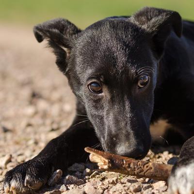 Tierfotografie Hundefotografie Outdoorfotografie Fotostudio Knobloch Kaiserstuhl34